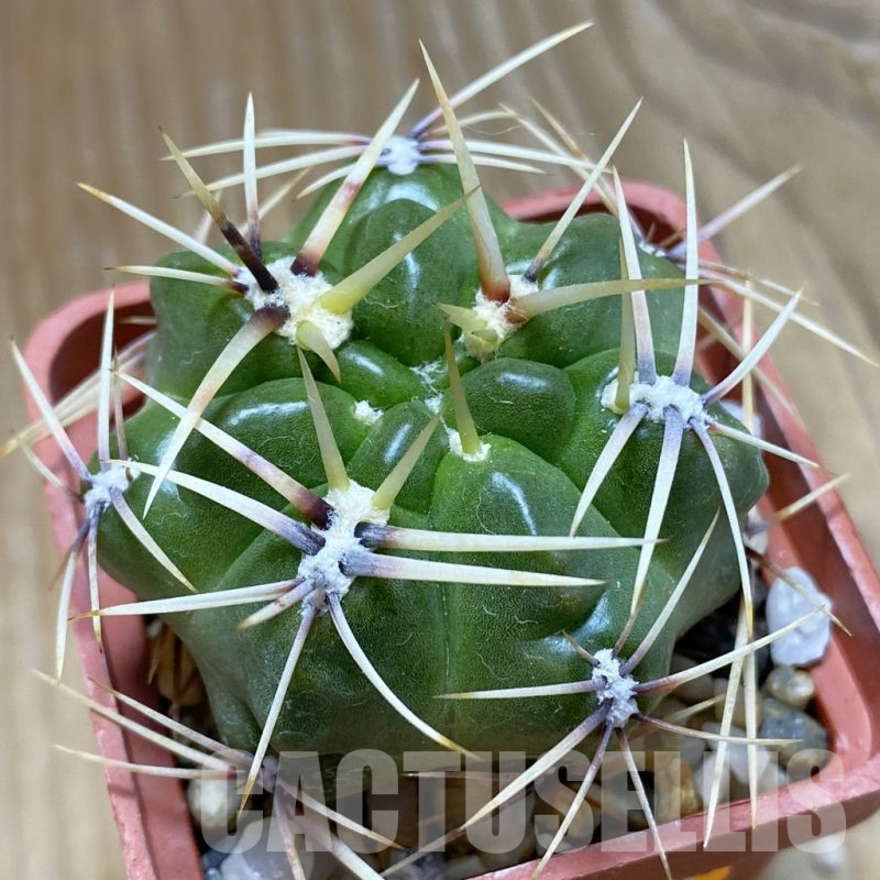 SH10479 Gymnocalycium monvillei v. steineri