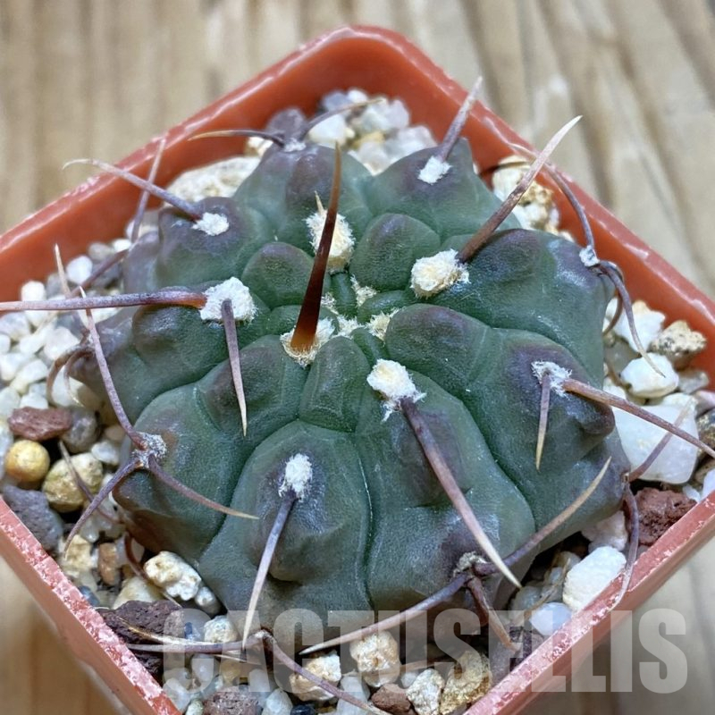 SH10482 Gymnocalycium vatteri