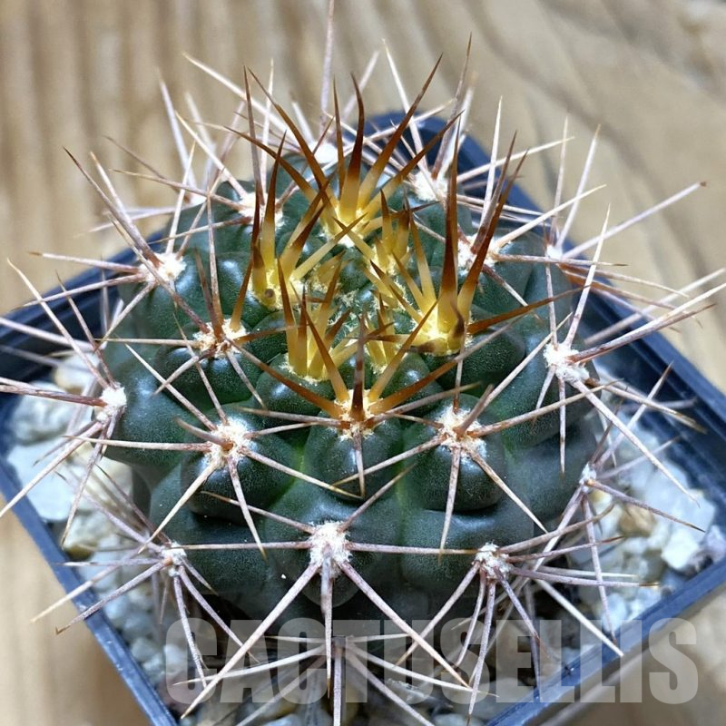 SH10483 Gymnocalycium neuhuberi