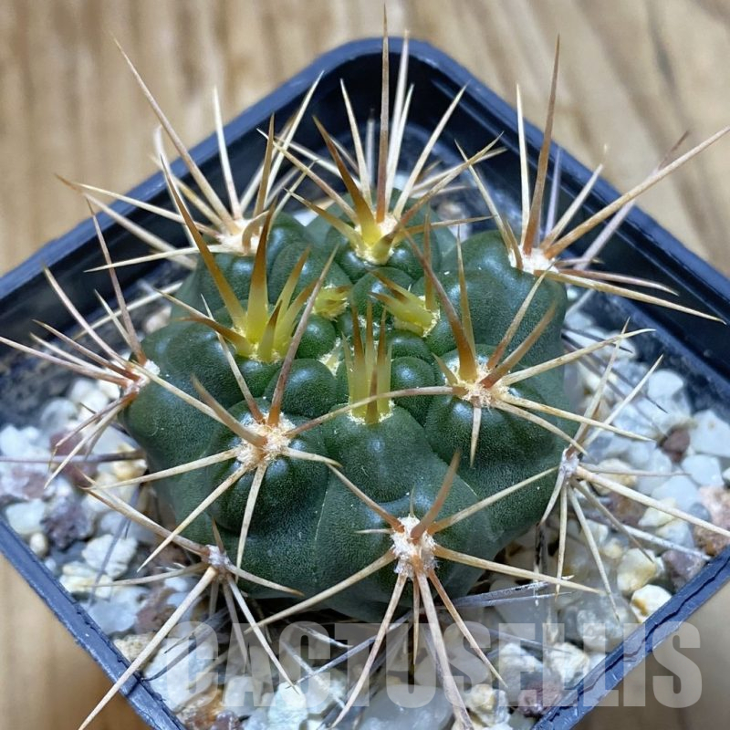 SH10484 Gymnocalycium neuhuberi