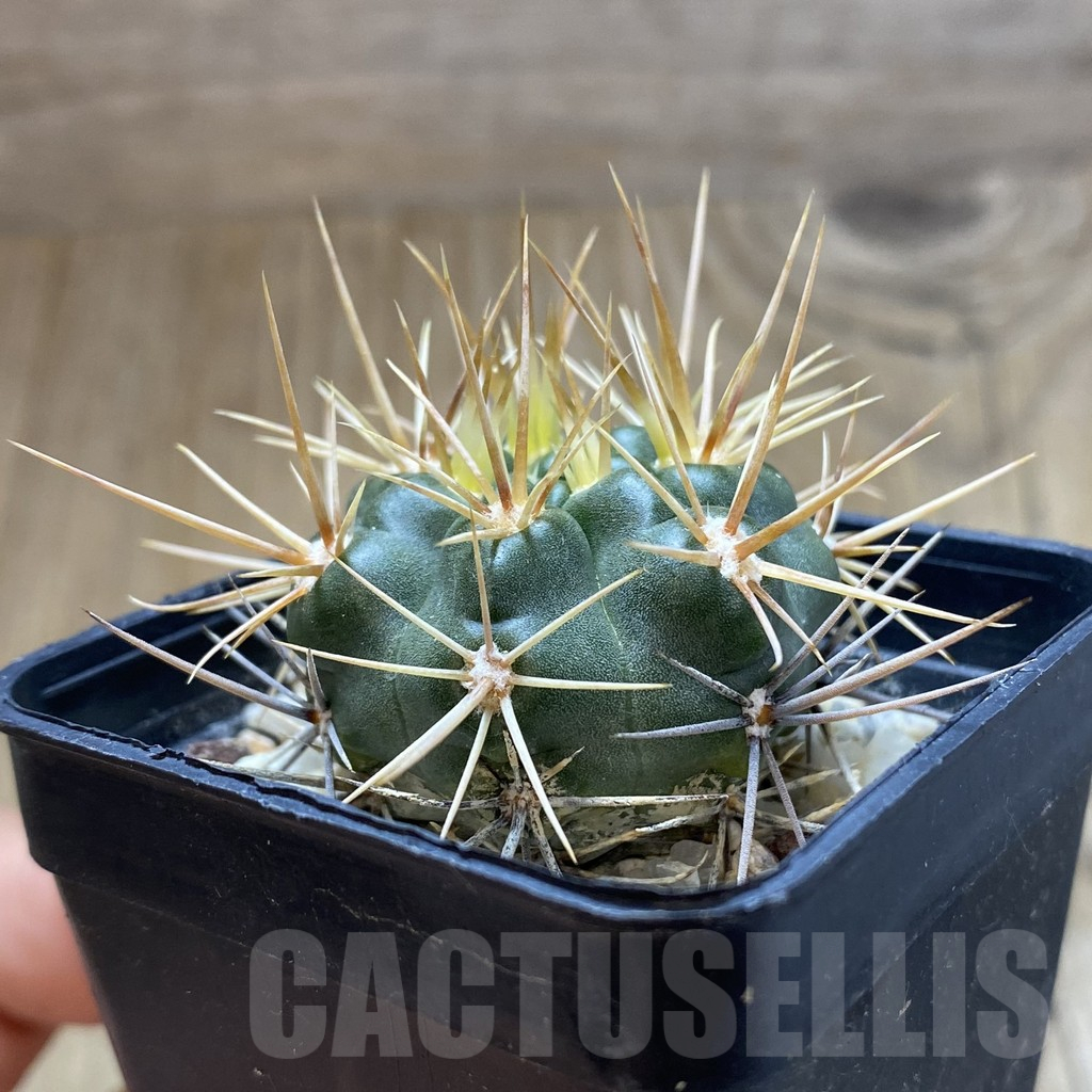 SH10484 Gymnocalycium neuhuberi - Image 2