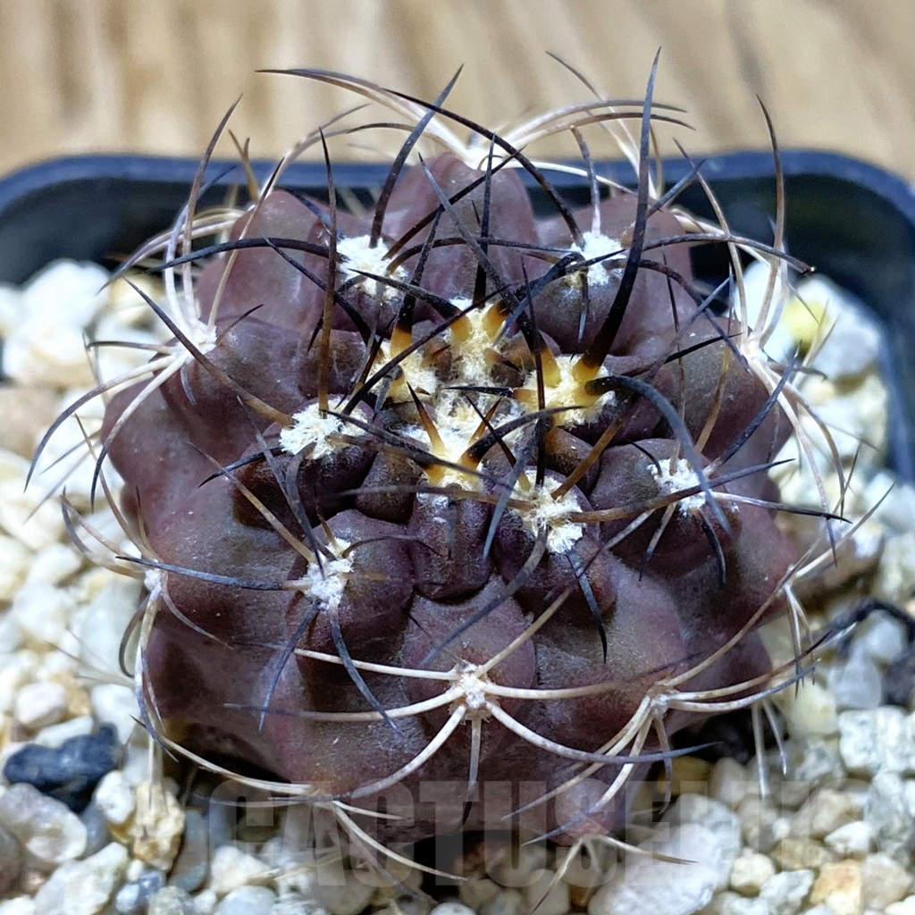 SH10485 Eriosyce sp.