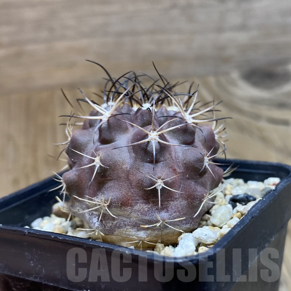 SH10485 Eriosyce sp. - Image 2