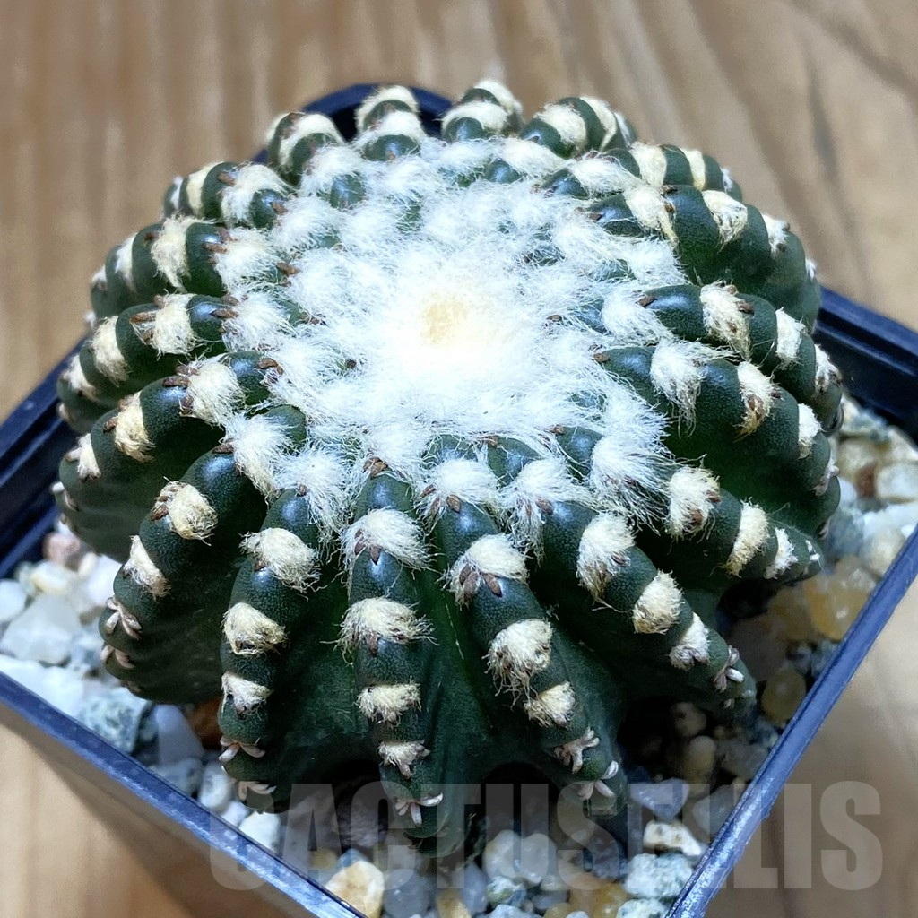 SH10606 Discocactus horstii