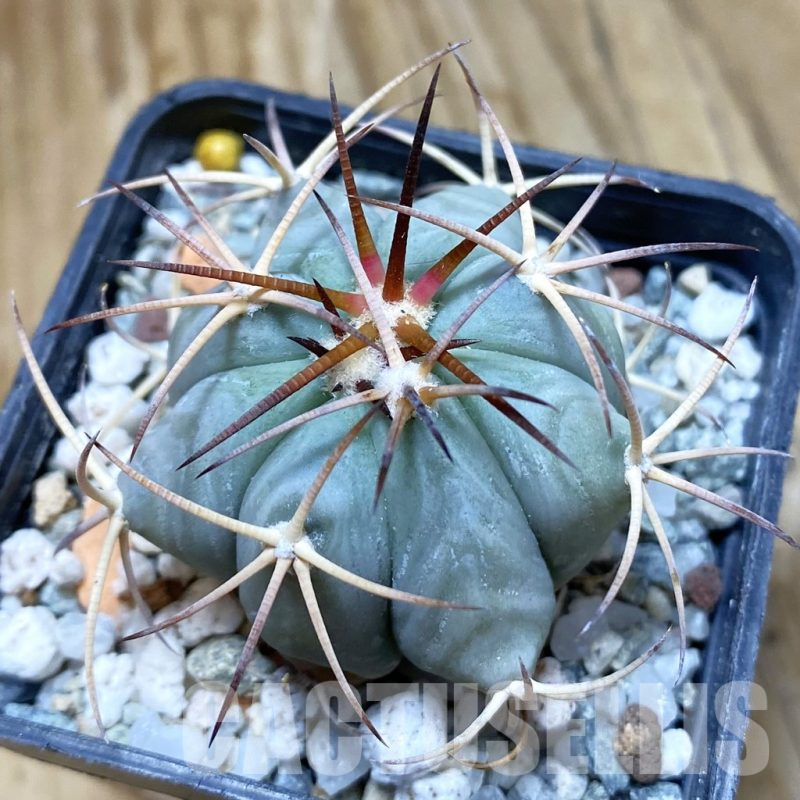 サンヨー Cacti SHPR8138 Echinocactus polycephalus ZRI 556/13 California