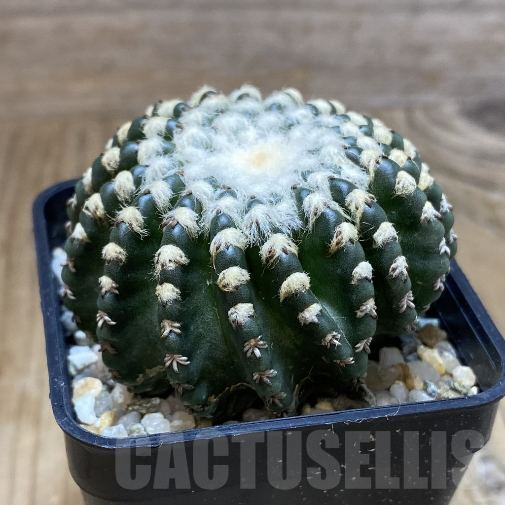 SH10606 Discocactus horstii - Image 2
