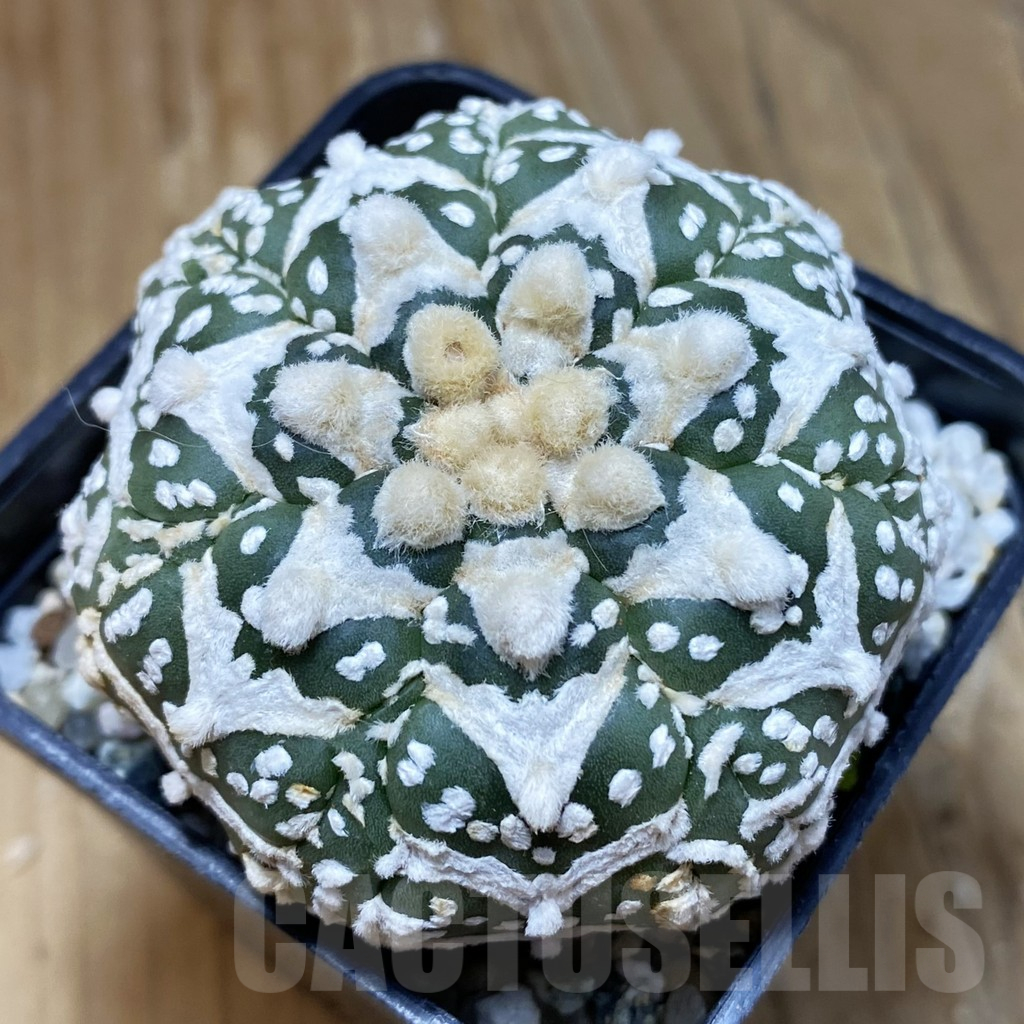 SH10647 Astrophytum asterias 'Super Kabuto' V-type, 7-ribs