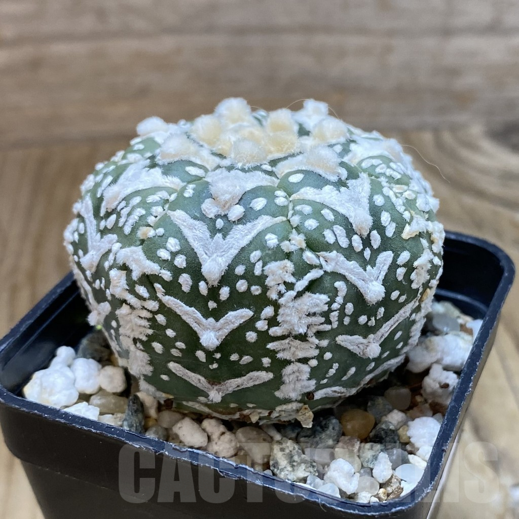 SH10647 Astrophytum asterias 'Super Kabuto' V-type, 7-ribs - Image 2