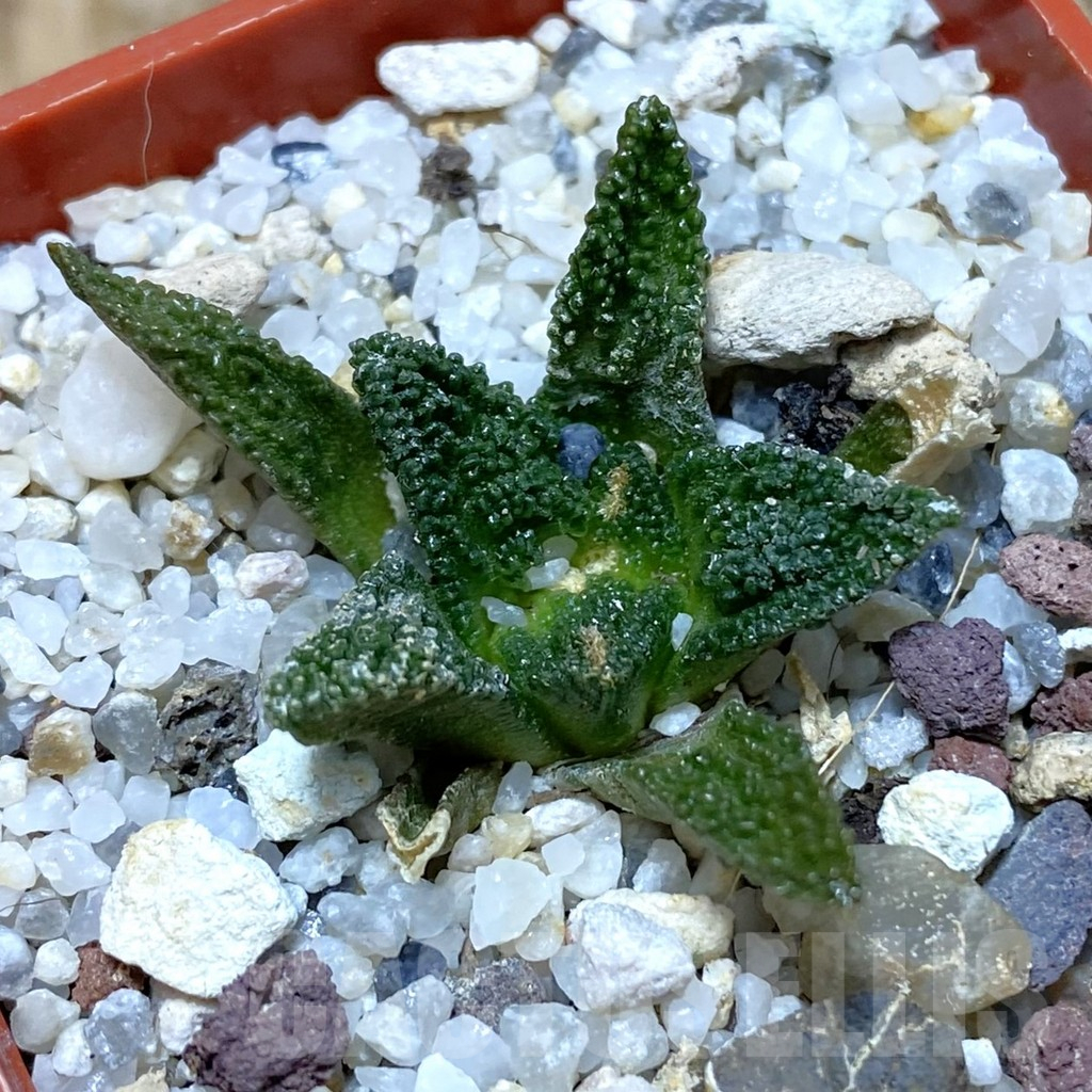 SH10649 Ariocarpus bravoanus