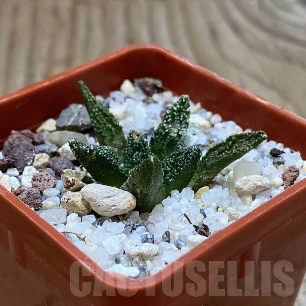 SH10649 Ariocarpus bravoanus - Imagen 2