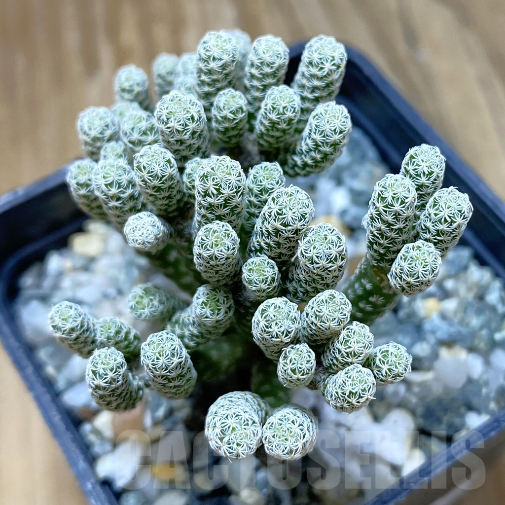 SH10650 Turbinicarpus krainzianus v. minimus