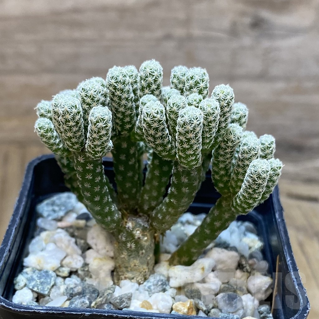 SH10650 Turbinicarpus krainzianus v. minimus - immagine 2