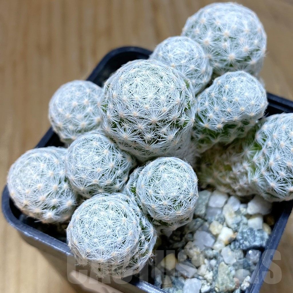 SH10651 Mammillaria humboldtii v. caespitosa