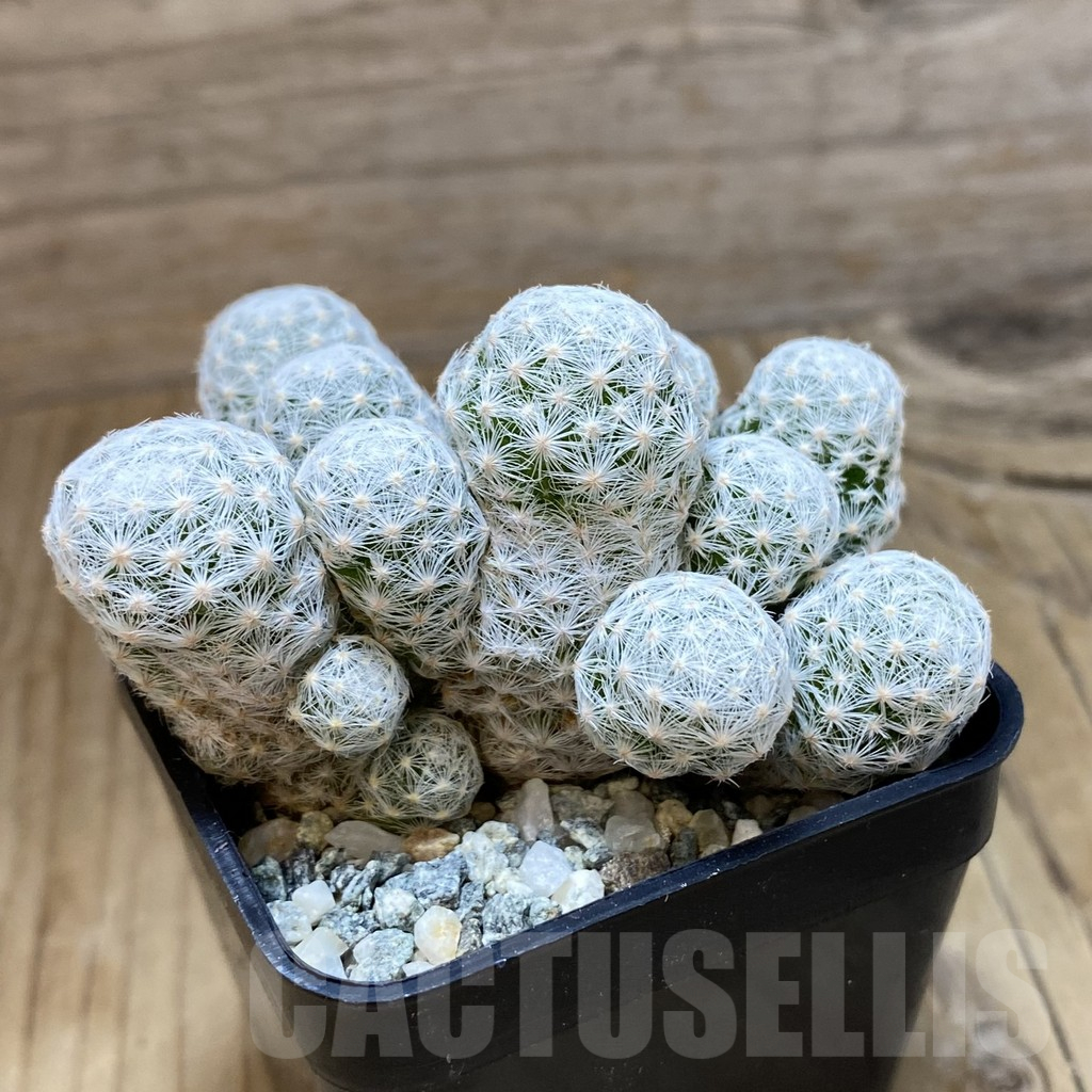 SH10651 Mammillaria humboldtii v. caespitosa - Image 2