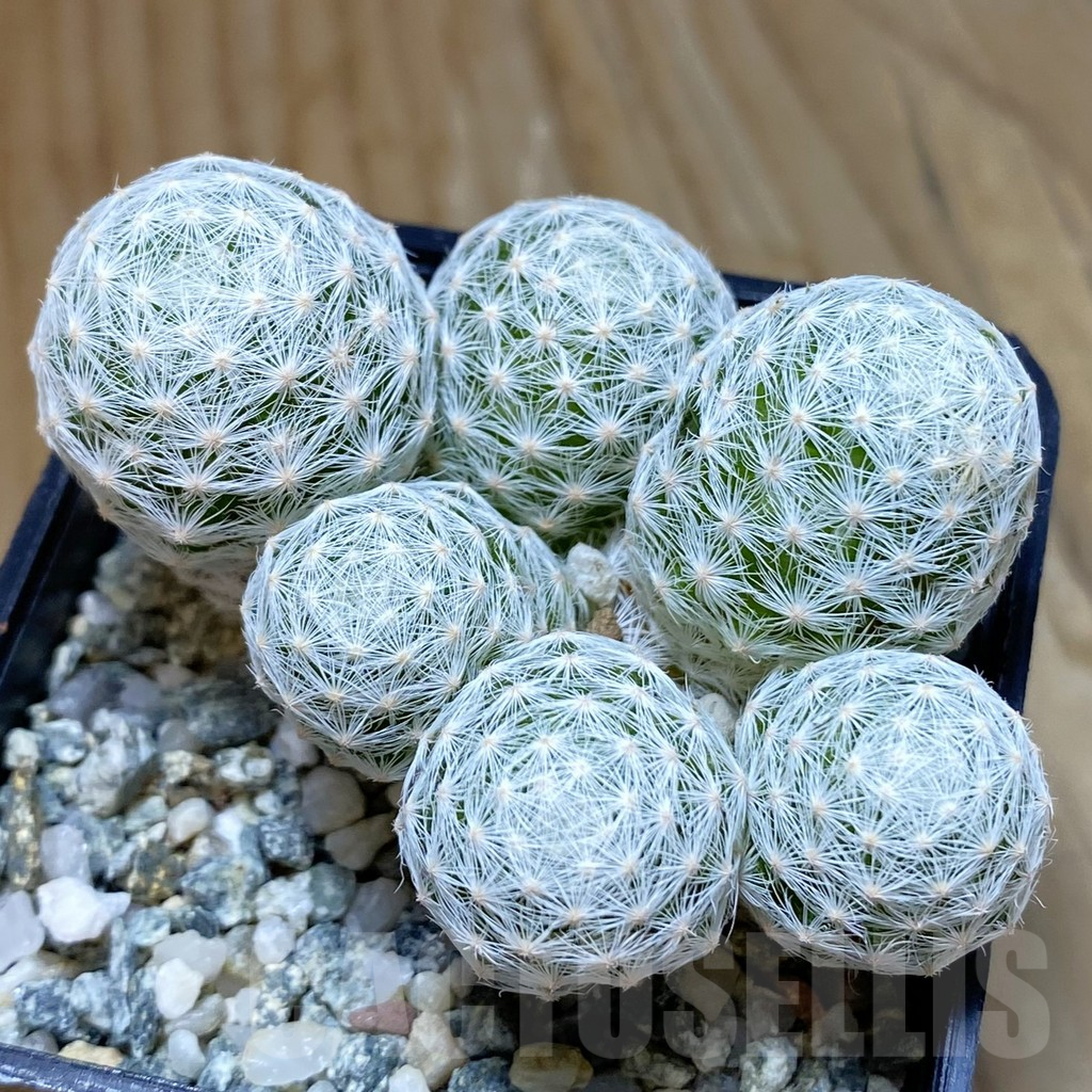 SH10652 Mammillaria humboldtii v. caespitosa