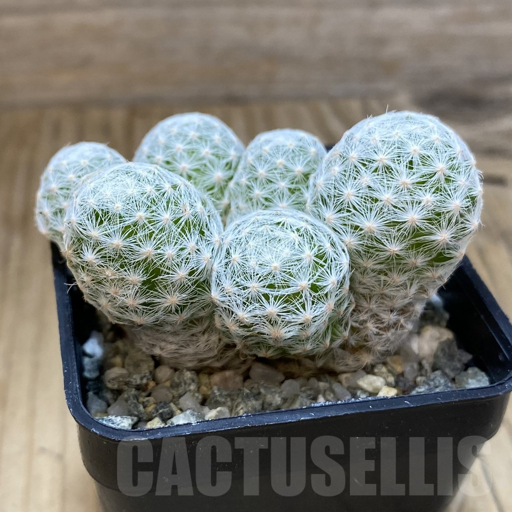 SH10652 Mammillaria humboldtii v. caespitosa - Obrázek 2
