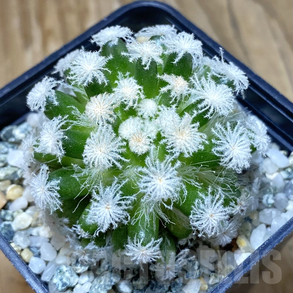 SH10654 Mammillaria plumosa ‘Snow’