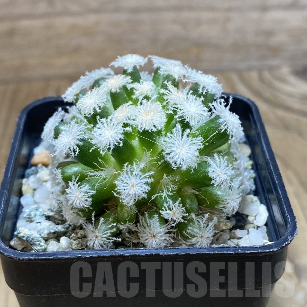 SH10654 Mammillaria plumosa ‘Snow’ - immagine 2