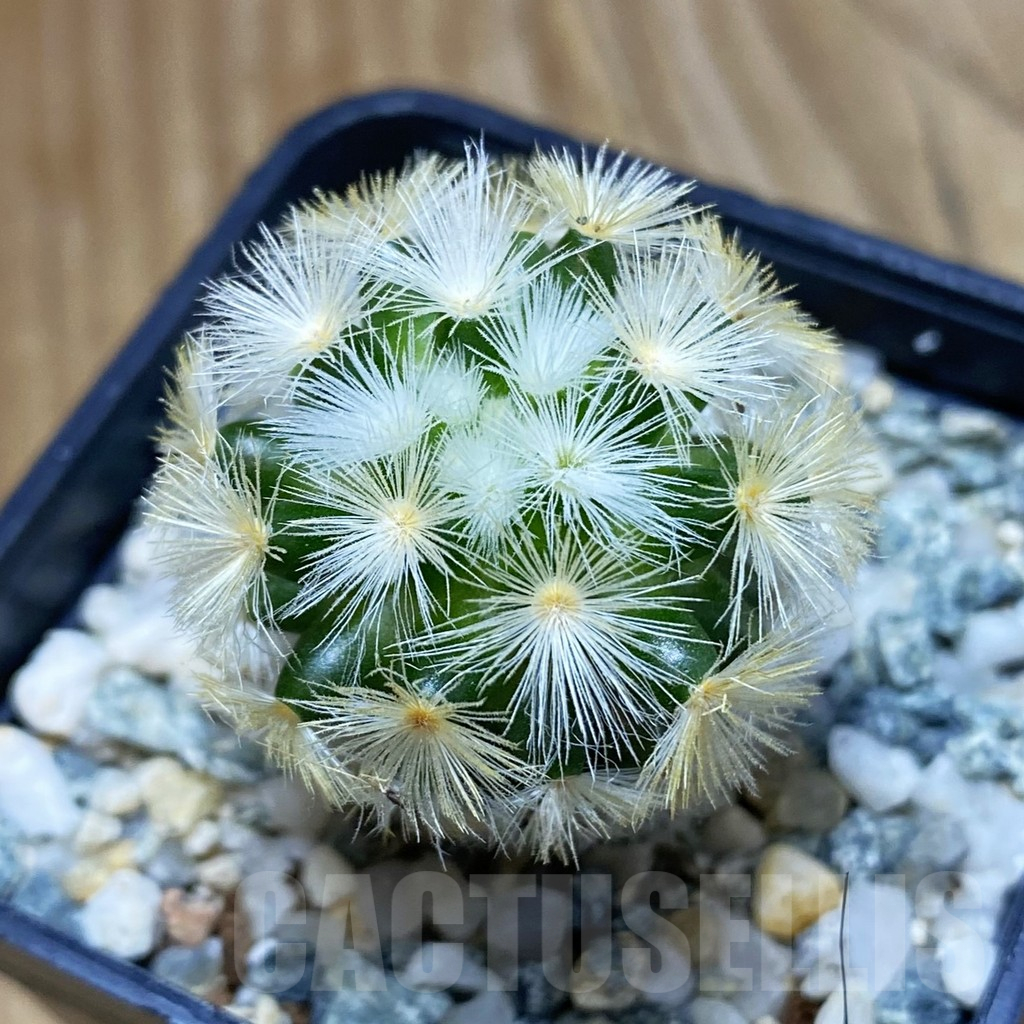 SH10656 Mammillaria carmenae ‘Buddha’, seedling