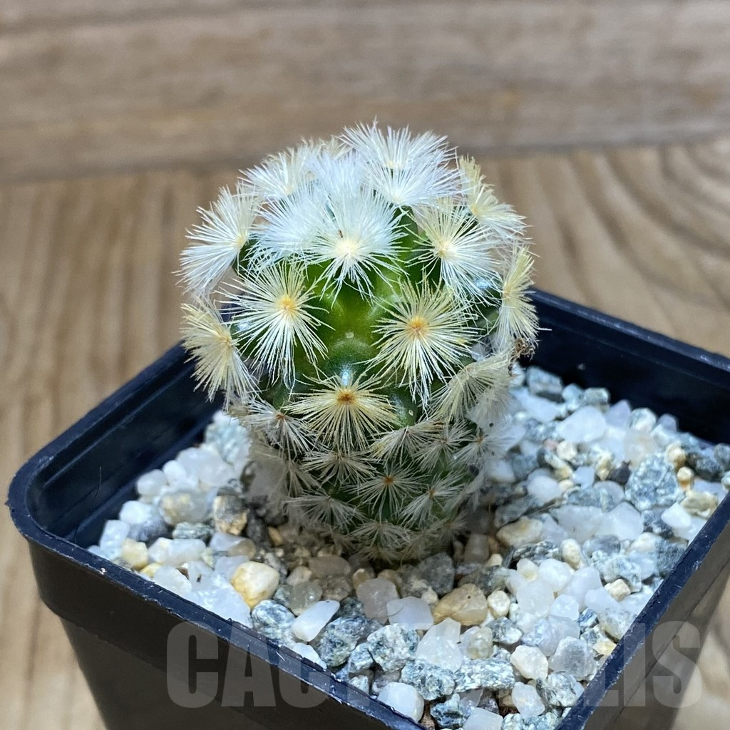 SH10656 Mammillaria carmenae ‘Buddha’, seedling - Imagen 2