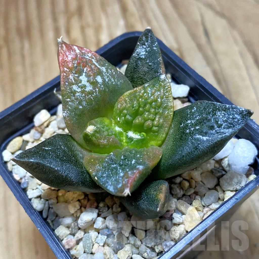 SH10657 Ariocarpus fissuratus ‘Godzilla’ hybrid f. variegata, seedling