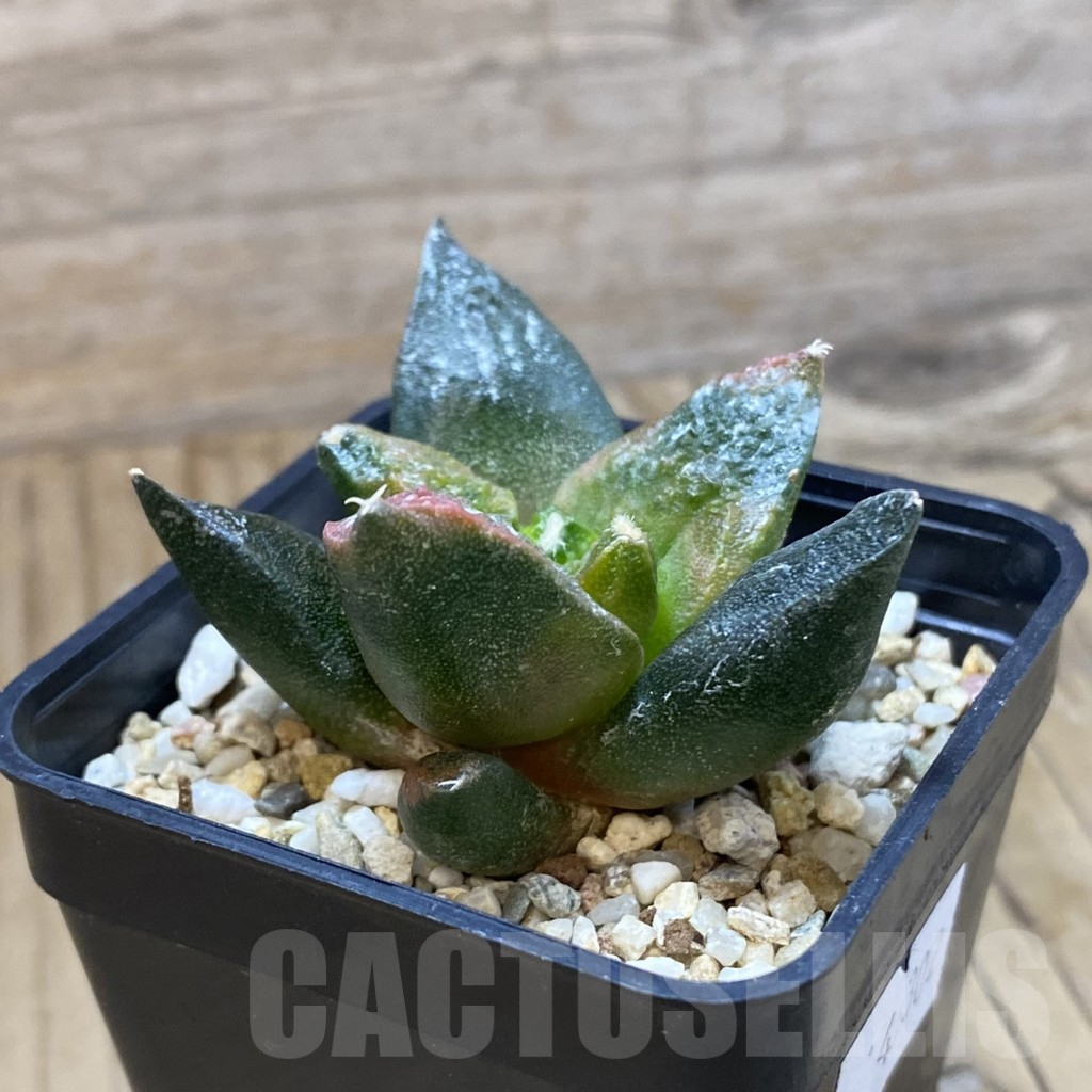 SH10657 Ariocarpus fissuratus ‘Godzilla’ hybrid f. variegata, seedling - Imagen 2