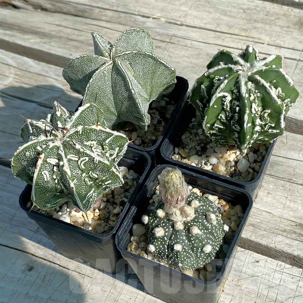 SET19 Astrophytum hybrid mix, 4 plants
