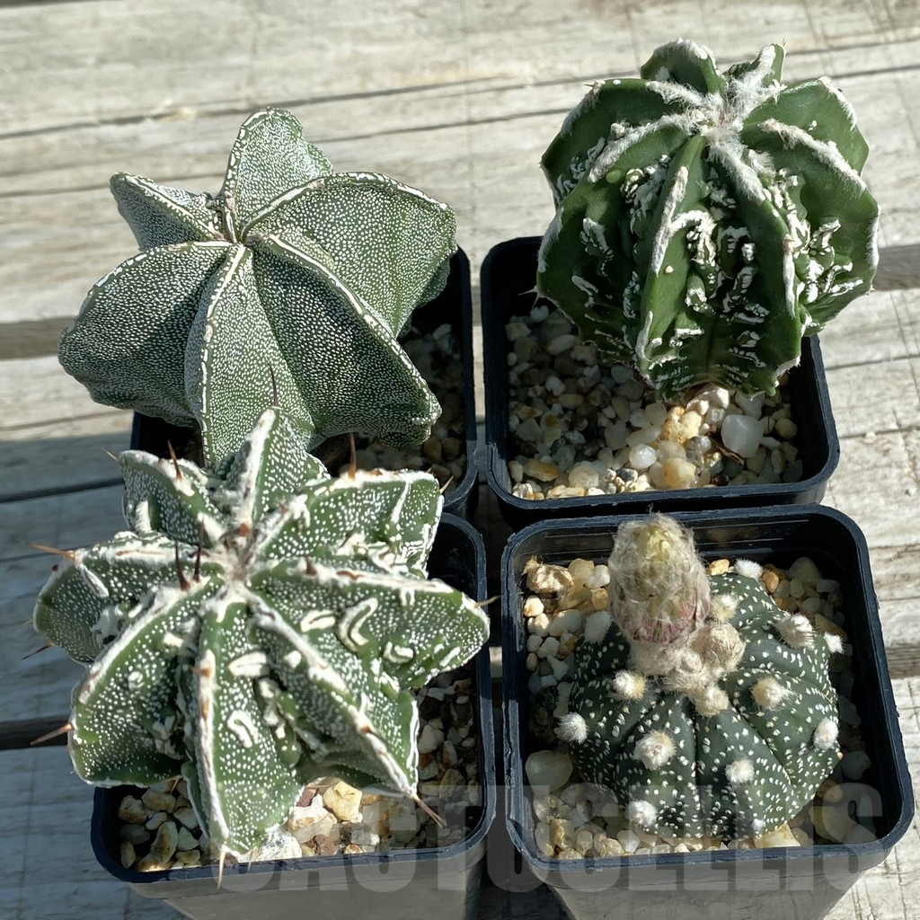 SET19 Astrophytum hybrid mix, 4 plants - Image 2