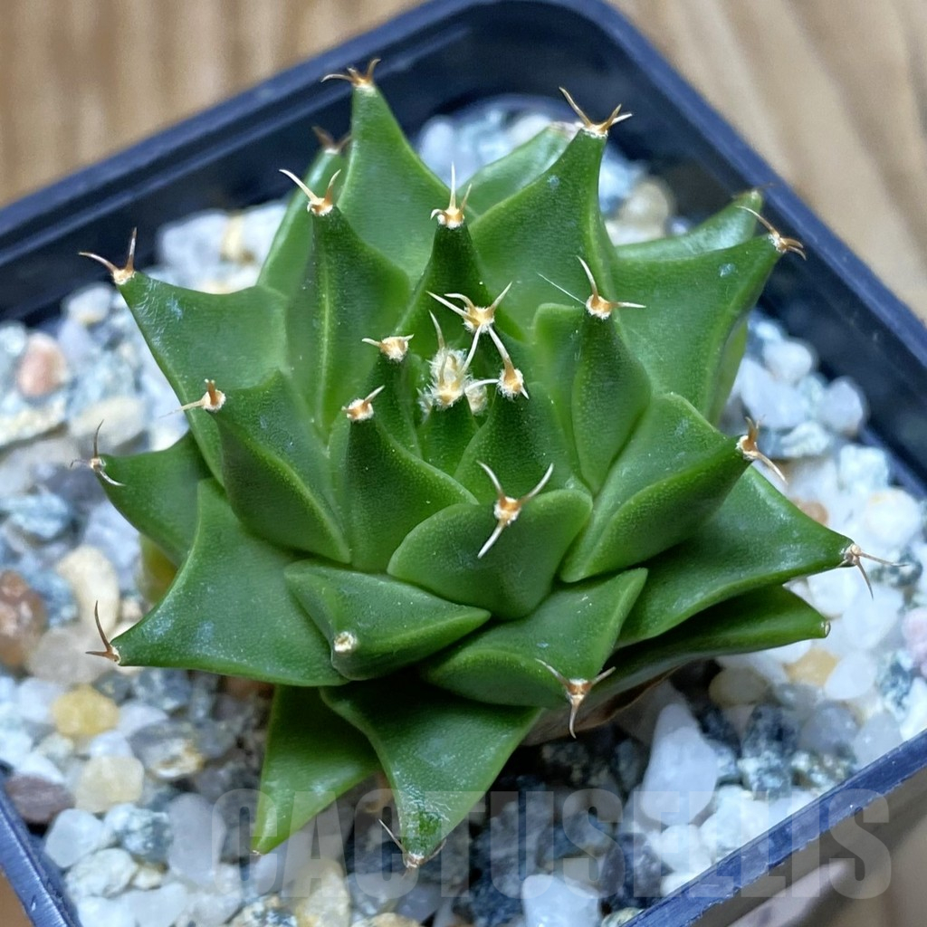 SH10603 Obregonia denigrii