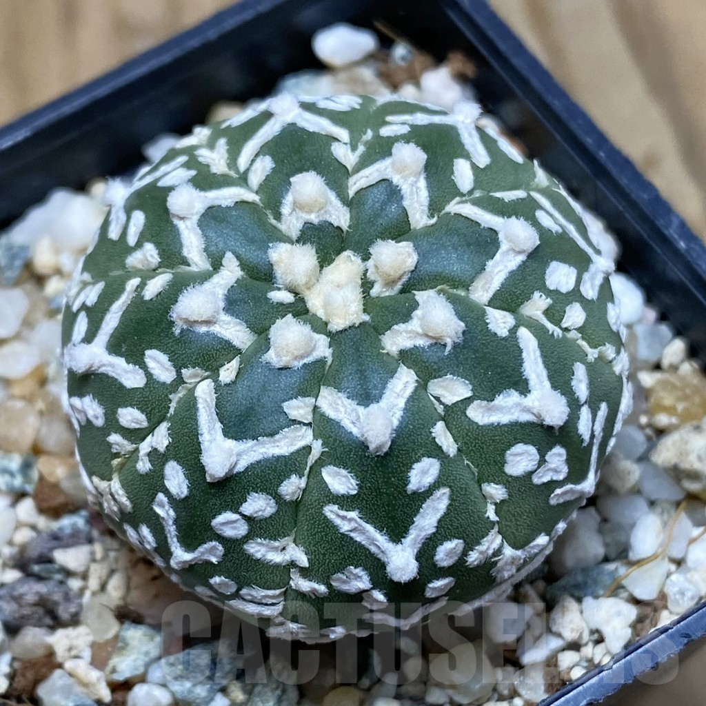 SH10609 Astrophytum asterias 'Super Kabuto' V-type f. nudum