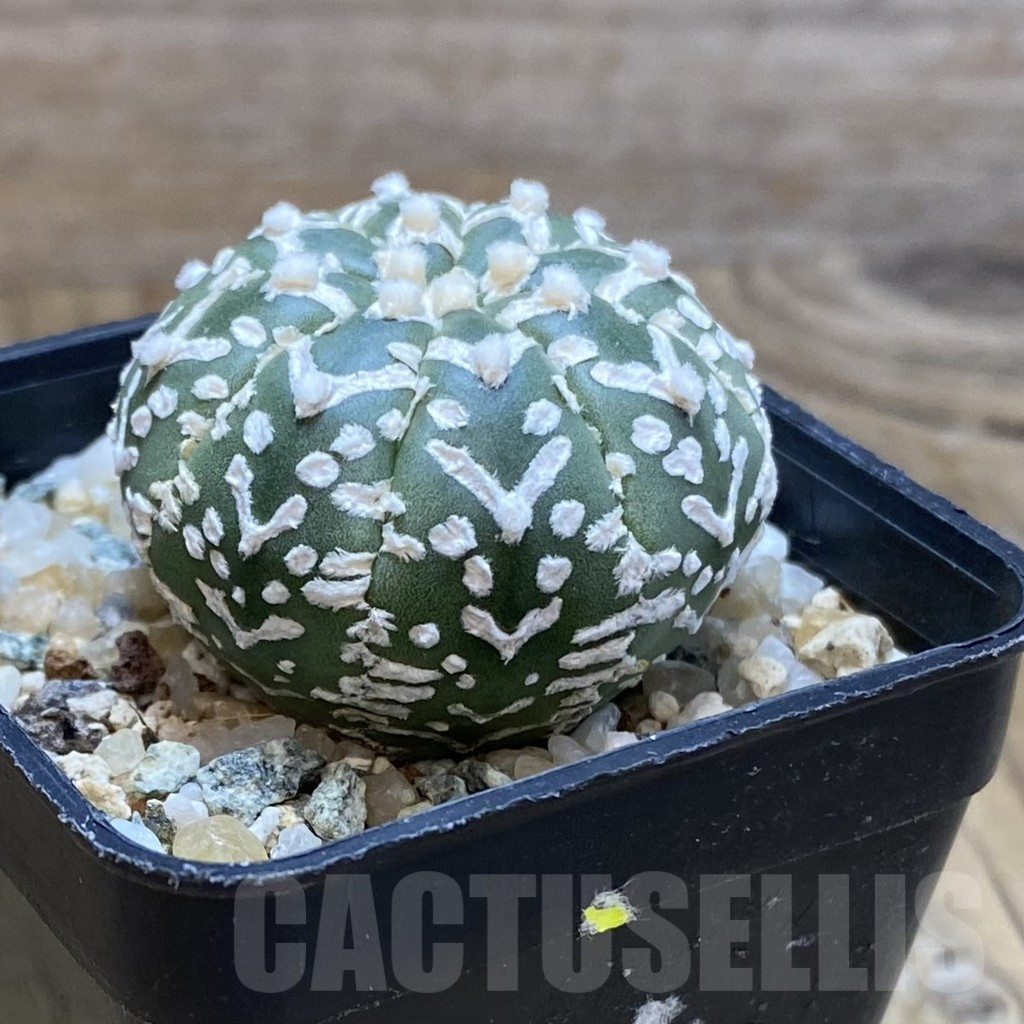 SH10609 Astrophytum asterias 'Super Kabuto' V-type f. nudum - Imagen 2