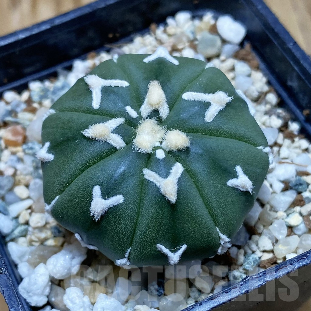 SH10610 Astrophytum asterias 'Super Kabuto' V-type f. nudum
