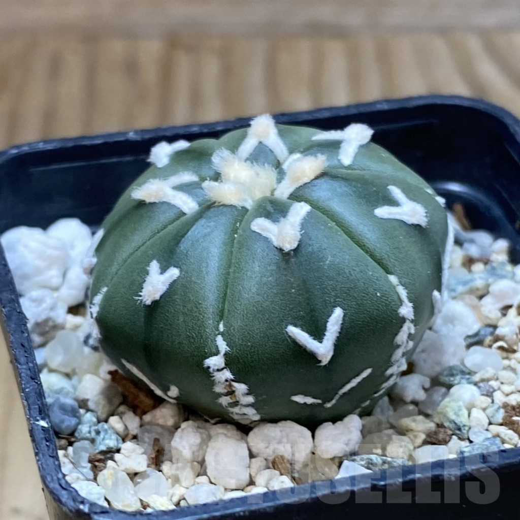 SH10610 Astrophytum asterias 'Super Kabuto' V-type f. nudum - 画像 (2)