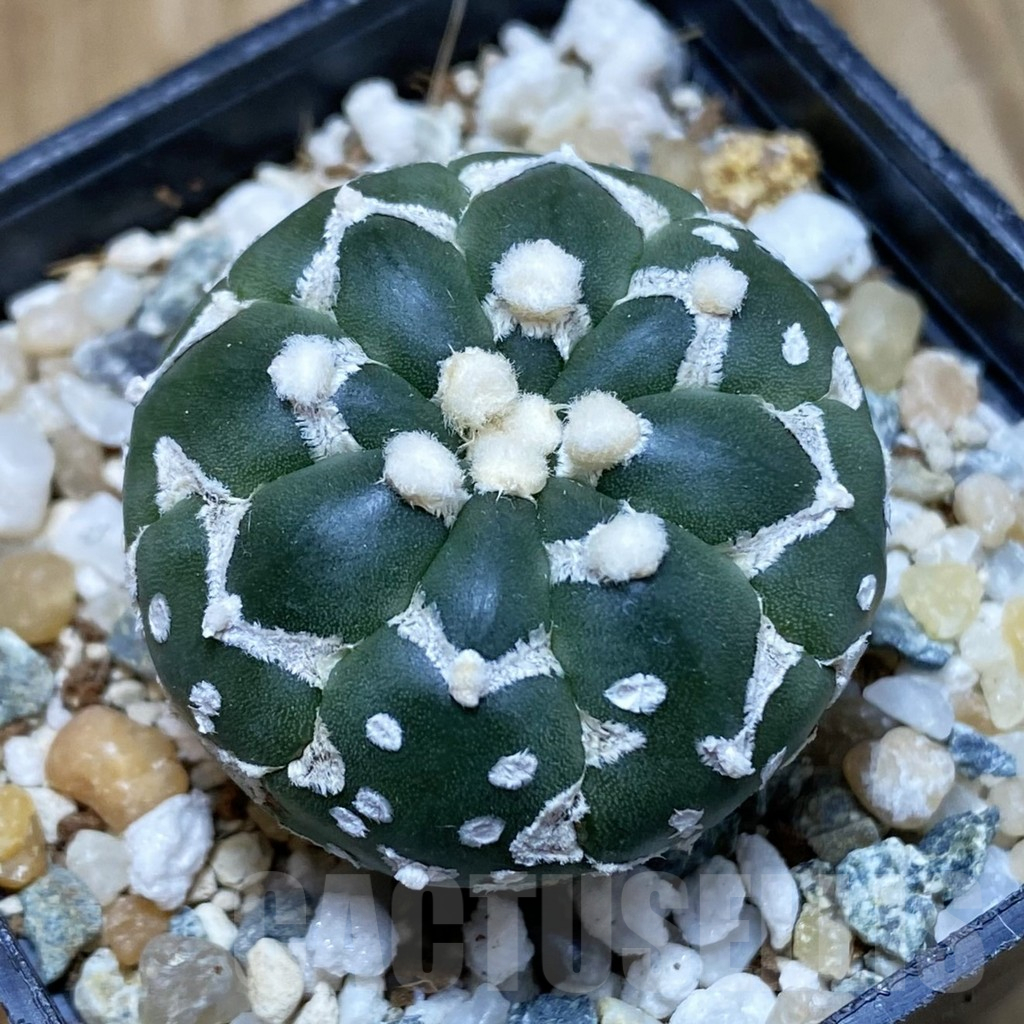SH10611 Astrophytum asterias 'Super Kabuto' V-type f. nudum