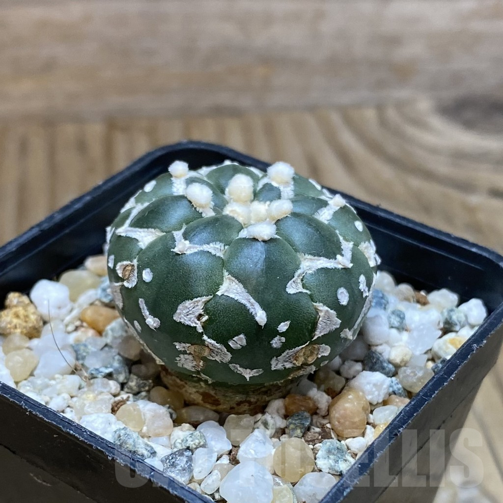 SH10611 Astrophytum asterias 'Super Kabuto' V-type f. nudum - 画像 (2)