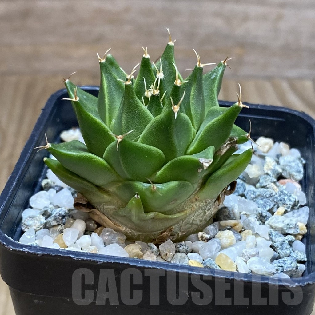 SH10603 Obregonia denigrii – Bild 2