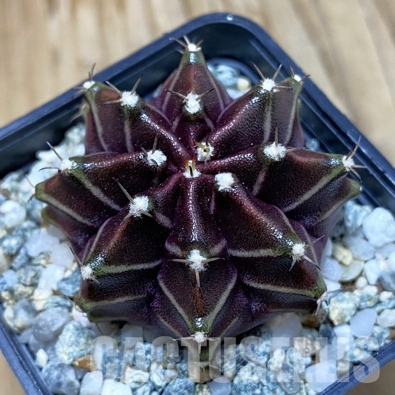 SH10614 Gymnocalycium mihanovichii ‘Black Widow’, seedling