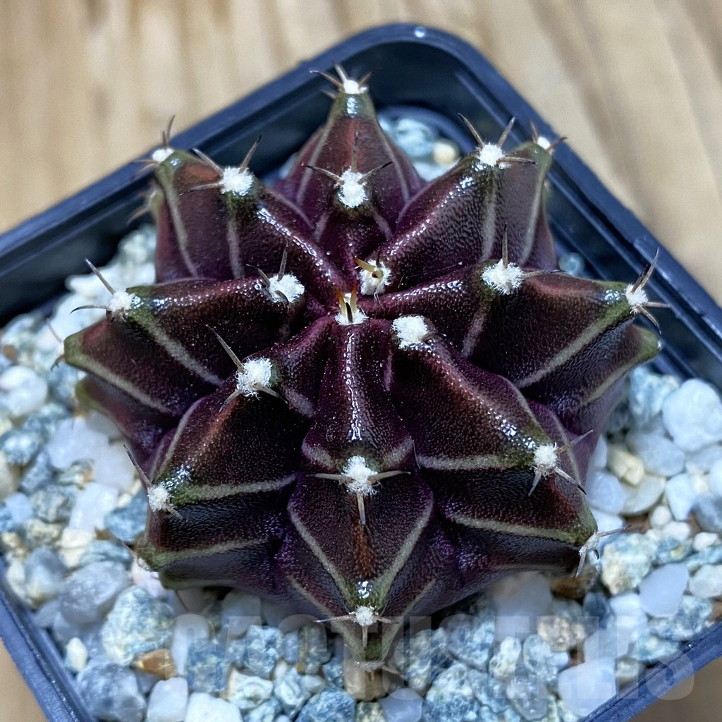 SH10614 Gymnocalycium mihanovichii ‘Black Widow’, seedling