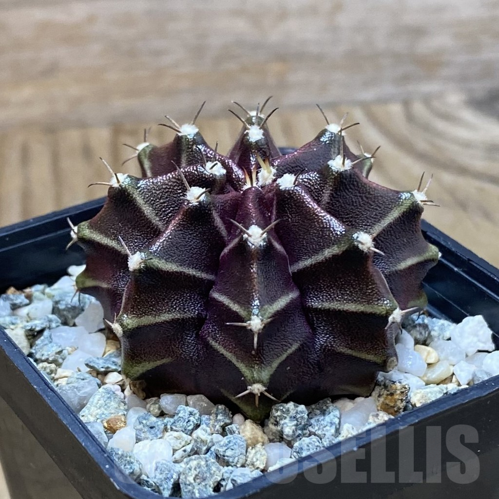 SH10614 Gymnocalycium mihanovichii ‘Black Widow’, seedling - Image 2