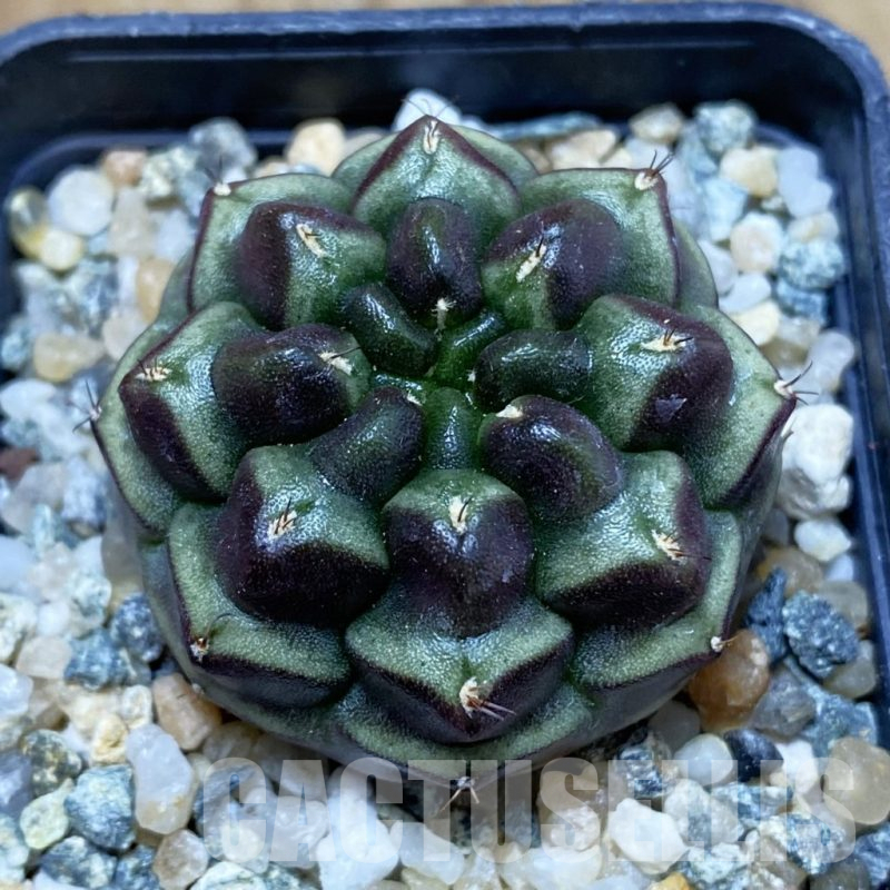 SH10615 Gymnocalycium mihanovichii ‘Day Dream’, seedling