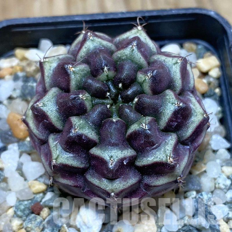SH10616 Gymnocalycium mihanovichii ‘Day Dream’, seedling