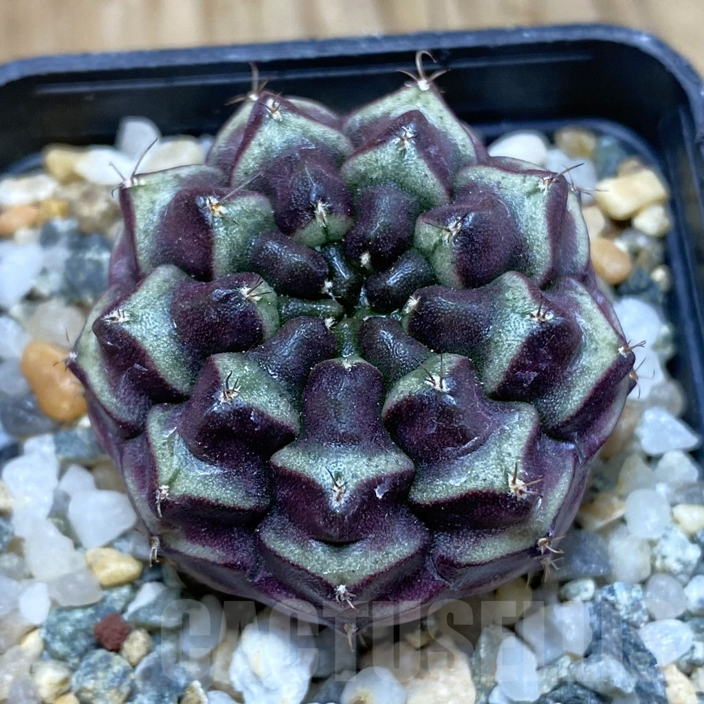 SH10616 Gymnocalycium mihanovichii ‘Day Dream’, seedling