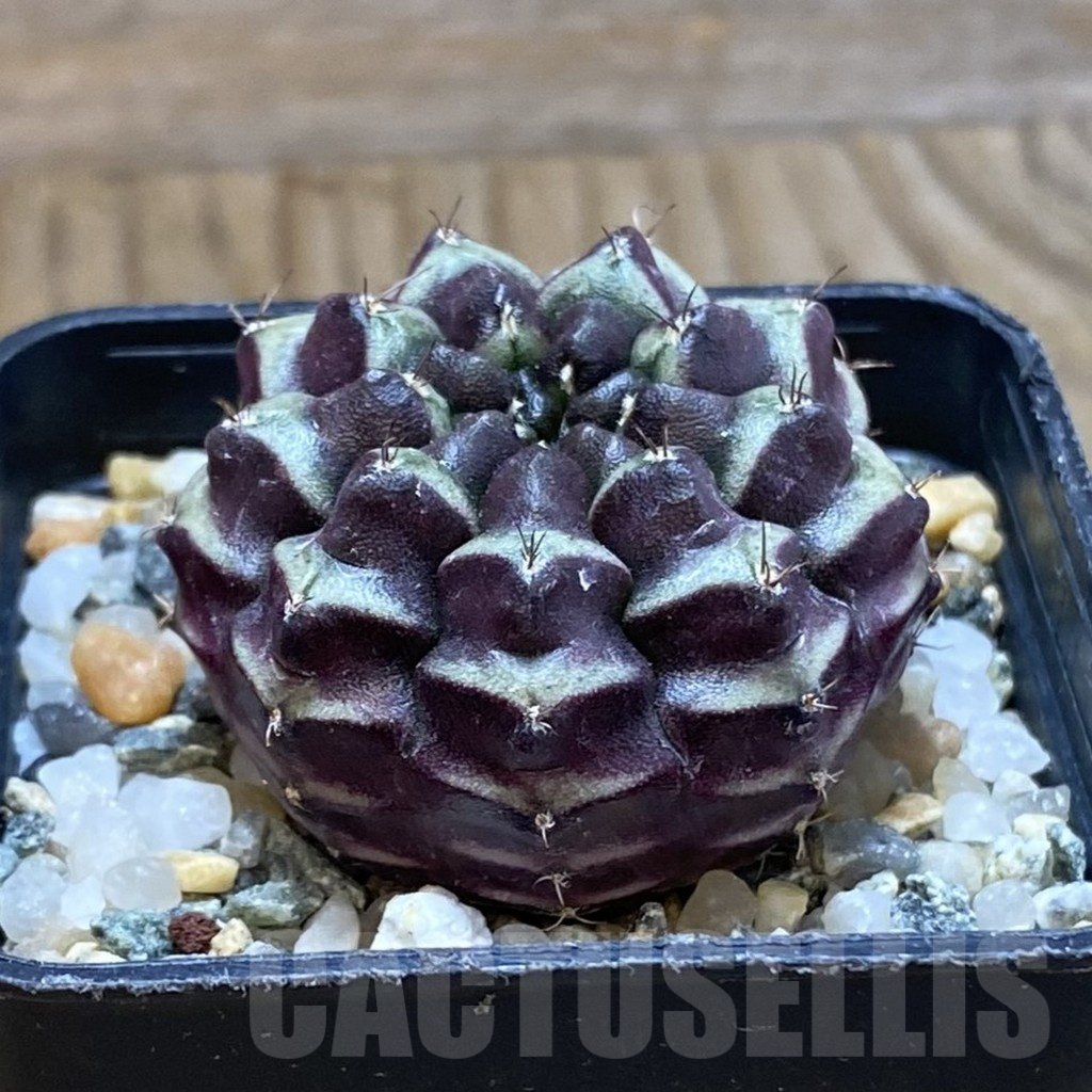 SH10616 Gymnocalycium mihanovichii ‘Day Dream’, seedling - Image 2