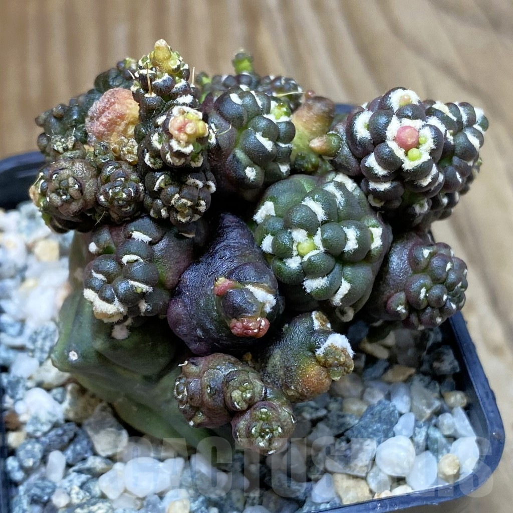 SH10618 Gymnocalycium mihanovichii ‘Transformer’