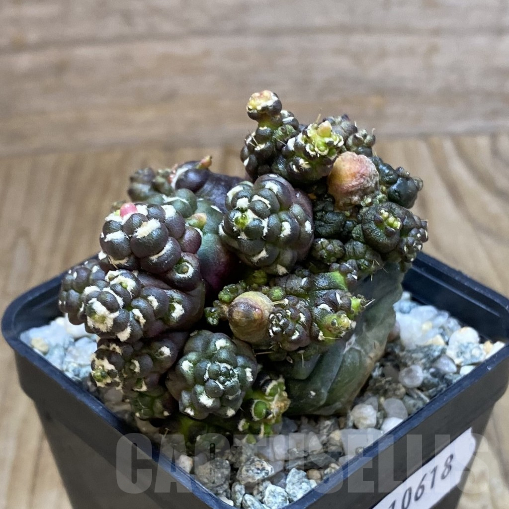 SH10618 Gymnocalycium mihanovichii ‘Transformer’ - immagine 2