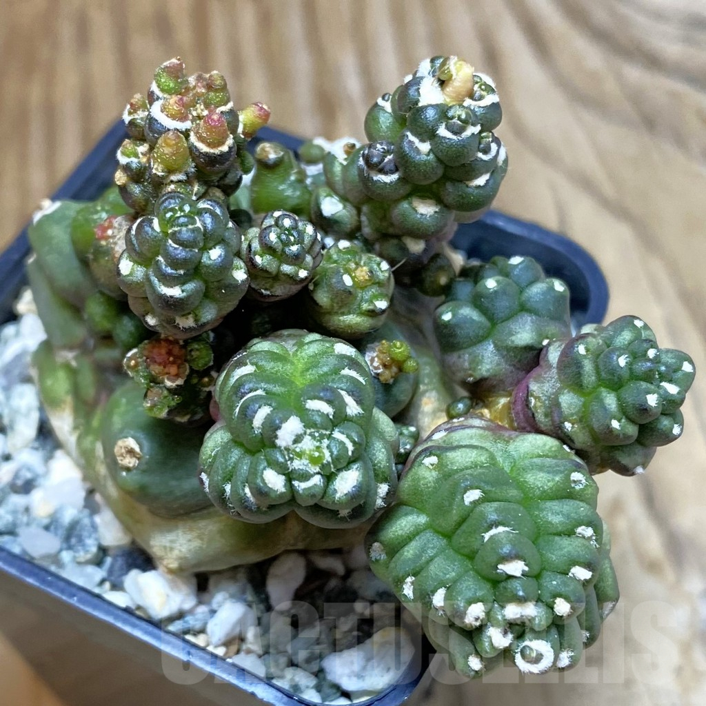 SH10619 Gymnocalycium mihanovichii ‘Transformer’