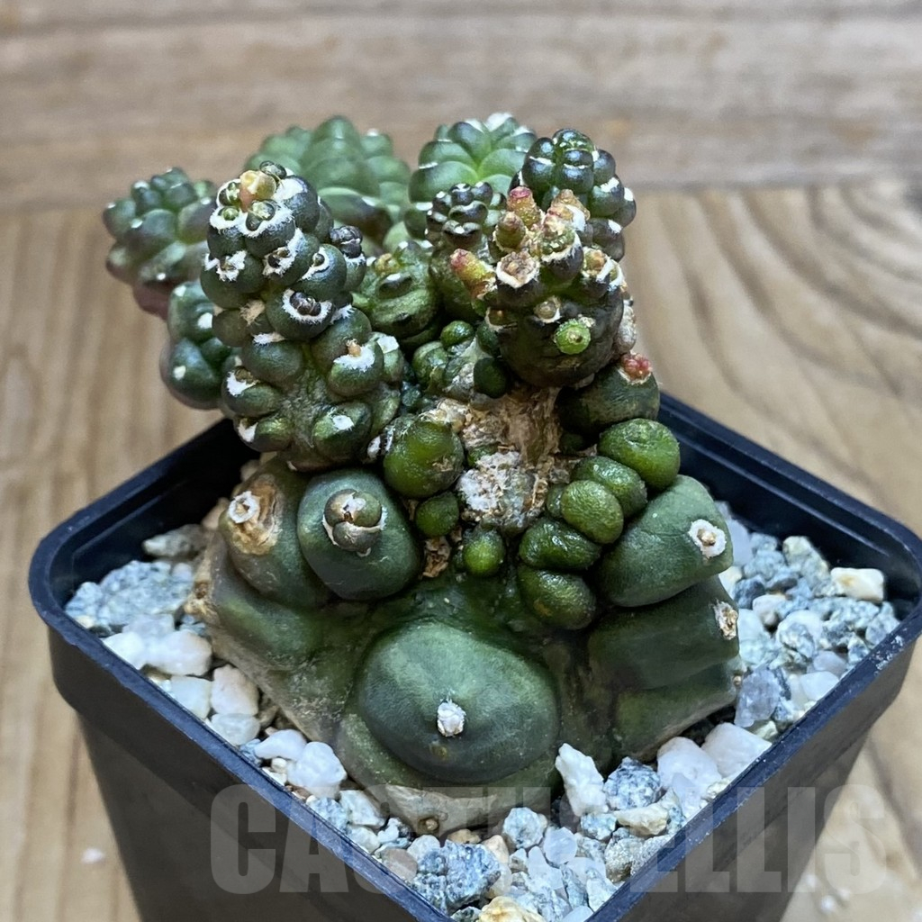 SH10619 Gymnocalycium mihanovichii ‘Transformer’ - immagine 2