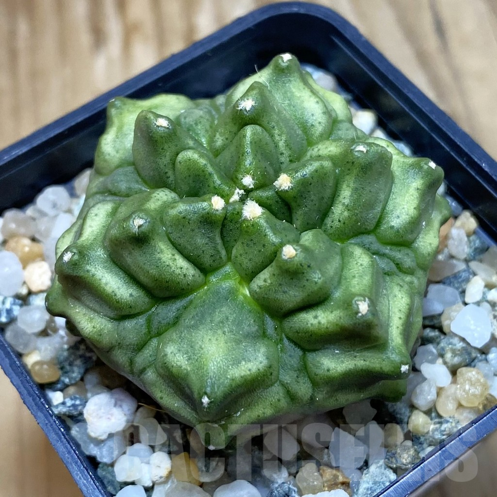 SH10621 Gymnocalycium mihanovichii 'Mulberry'
