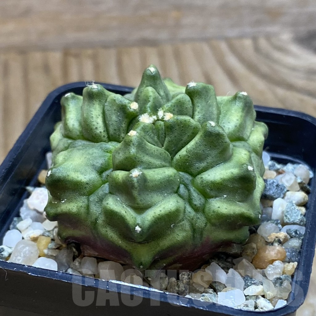 SH10621 Gymnocalycium mihanovichii 'Mulberry' - Image 2