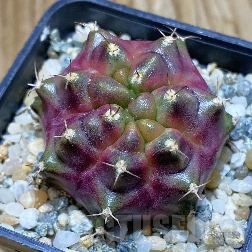 SH10622 Gymnocalycium mihanovichii ‘Purple Nebula’